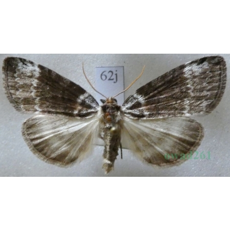 Tetheella fluctuosa (Hübner, 1803) Falica zmiennica Czech62j